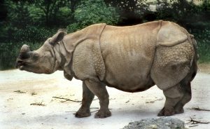 nosorožec indicky jednorožec