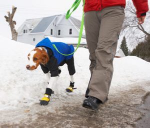 Ropa y calzado para el perro Pasear con el perro : 10 consejos para el invierno . ¿Qué hay que saber para pasear al perro en invierno? Pasear al perro durante el invierno puede ser un poco