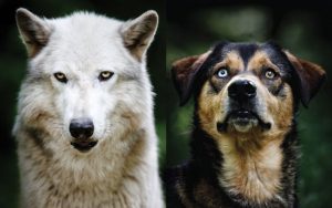 similitud entre perro y lobo