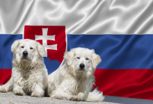 slovenske plemena psov slovenske psy