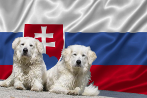 slovenske plemena psov slovenske psy