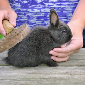 cuidados de los conejos