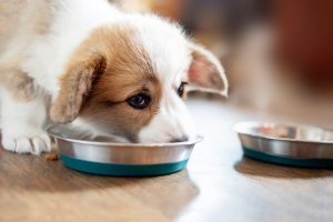Co wpływa na to jak często karmić psa