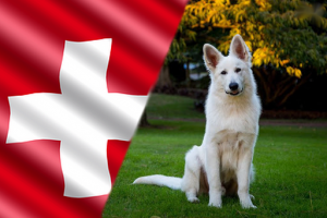 Szwajcarskie rasy psów : 8 ras psów