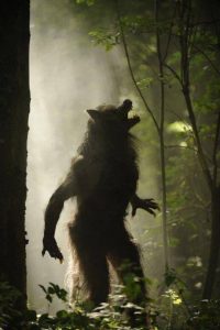 Hombre lobo en el bosque Hombre lobo - Leyendas de Hombres Lobo