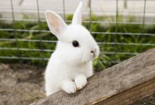 Plemená a dĺžka života zajacov