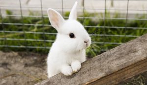 Razas y esperanza de vida de los conejos