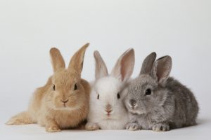Zdravie a dĺžka života zajaca Ako dlho žijú zajace