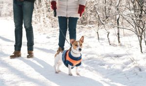 paseo invernal con el perro