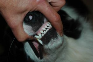 Věk psích zubů Psí roky : Jak určit věk  psa