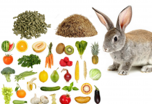 Čo môže jesť zajac a čomu sa radšej vyhnúť