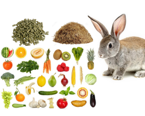 Co królik może jeść, a czego unikać?