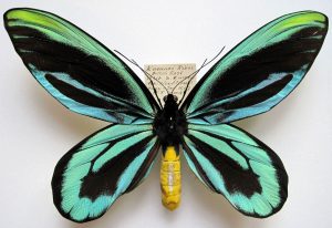 Otakárek Alexandrinův ( 28 cm ) Největší motýl na světě  
