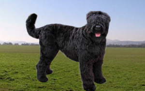black terrier razas de perros rusos