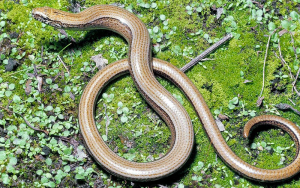  slepuch Hady na Slovensku
