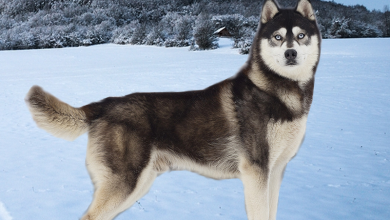 Sibírsky husky plemeno psa z Ruska