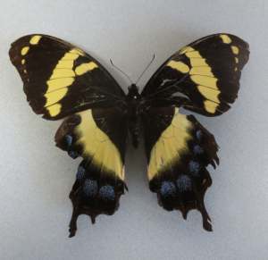   Papilio homerus ( 15 cm )
