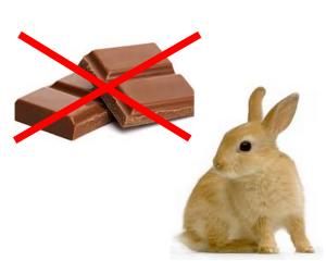Potraviny ktoré by zajac nemal jesť