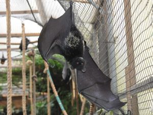 Murciélago frugívoro de las Comoras El murciélago más grande  