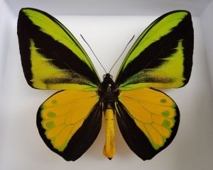 Ornithoptera goliath ( 27- 28 cm ) Největší motýl.  