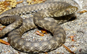užovka frkava Hady na Slovensku