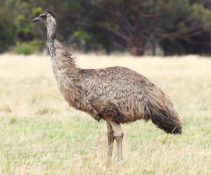 Emu hnedý 