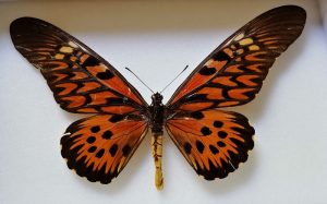 Papilio antimachus ( 23 cm) Největší motýl.  