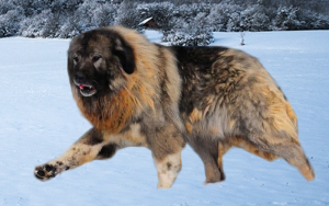 Kavkazský ovčák Ruský pes