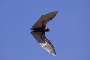 Ostrovní létající liška Největší netopýr  