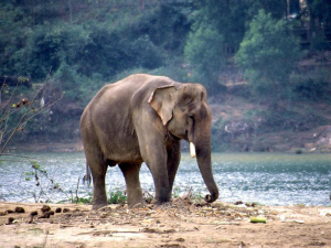 Elefant från Sumatra