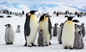  Tučniak obrovský ( Tučniaky cisárske ) najväčšie vtáky na svete