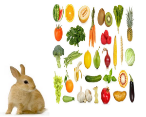   Zeleninová pochoutka pro králíky