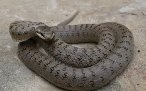 Wąż gładki Węże na Słowacji