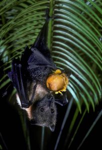   Murciélago frugívoro de las Marianas El murciélago más grande  