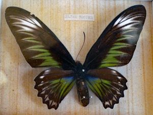 Troides hypolitus ( 20 cm ) Největší motýl  