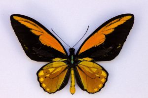 Ornithoptera croesus ( 20 cm ) La mariposa más grande  