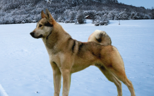 Lajka zachodniosyberyjska - Rasy psów z Rosji