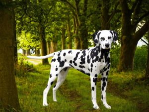 Dalmatin krátkosrstý plemena psů  