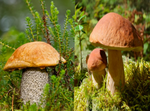 houby Co obsahuje vitamin D