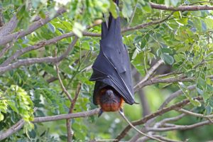El zorro volador de Lyle, el murciélago más grande del mundo