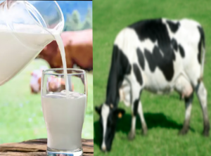 leche de vaca