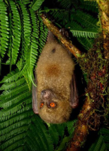 Murciélago fiyiano con cara de mono  