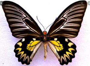 Troides magellanus Největší motýl  