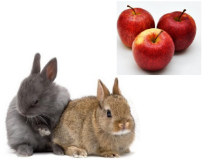 Ovocie určené na kŕmenie zajaca