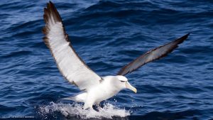 Kunglig albatross Världens största fågel