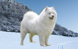 Samoyed - Rasy psów z Rosji