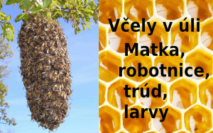 Pszczoły robotnice - Rodzaje pszczół w ulu