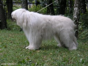 Południoworosyjskie rasy psów pasterskich z Ukrainy 