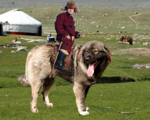 Mongol en un perro