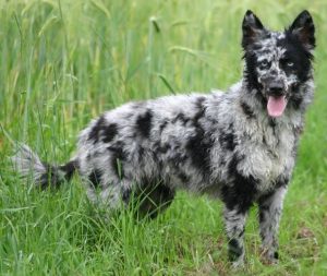 Mudi maďarský pes plemena psů